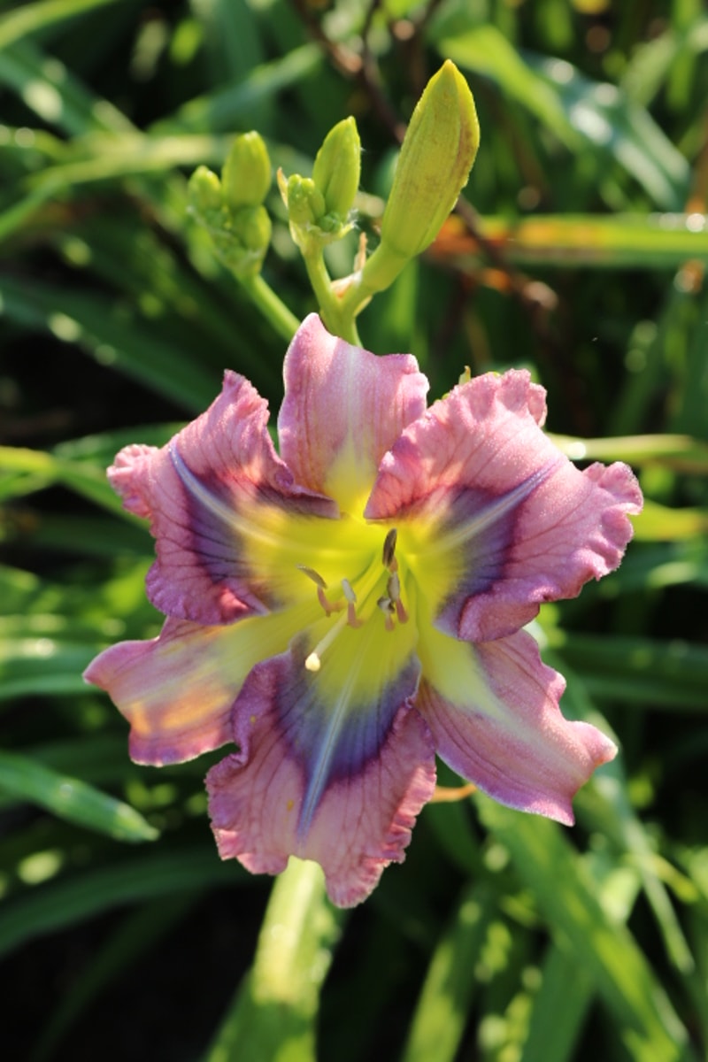 Quasar Cutie from Haley_Springs_Farm