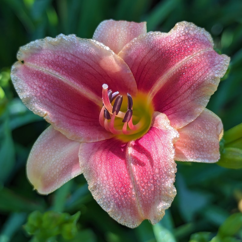 Too Cute from Haley_Springs_Farm