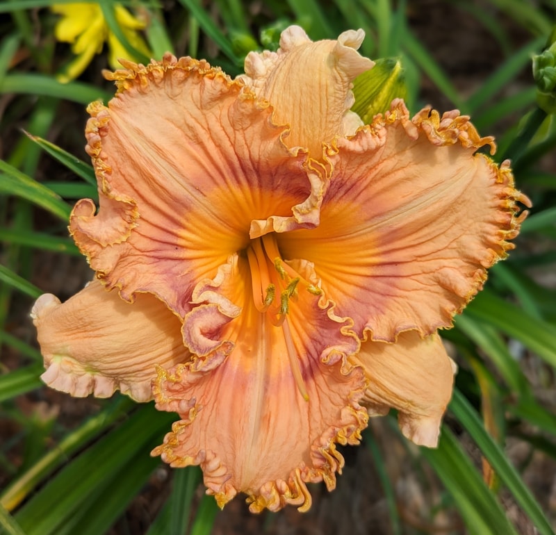 Prickly Sensation from Haley_Springs_Farm