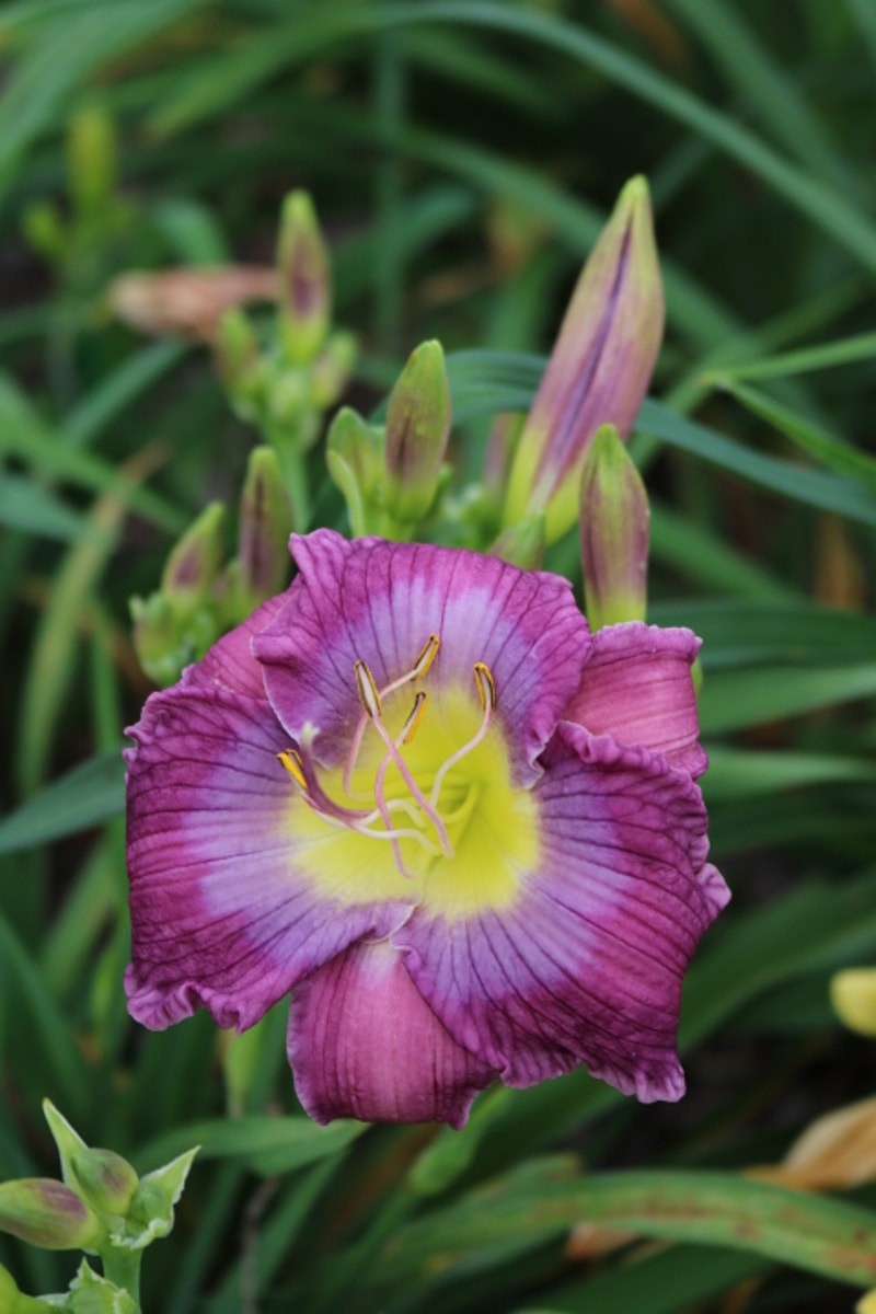 Baby Blue Eyes from Haley_Springs_Farm
