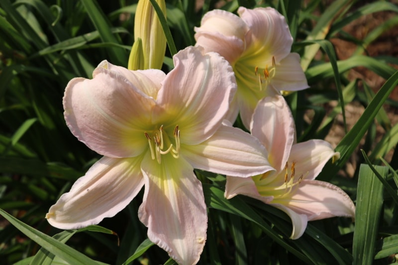 Breath of Life from Haley_Springs_Farm