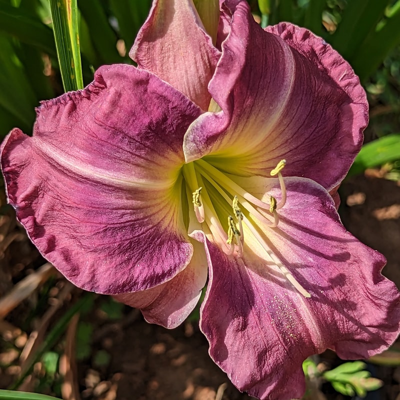 Missouri Morning Melody from Haley_Springs_Farm