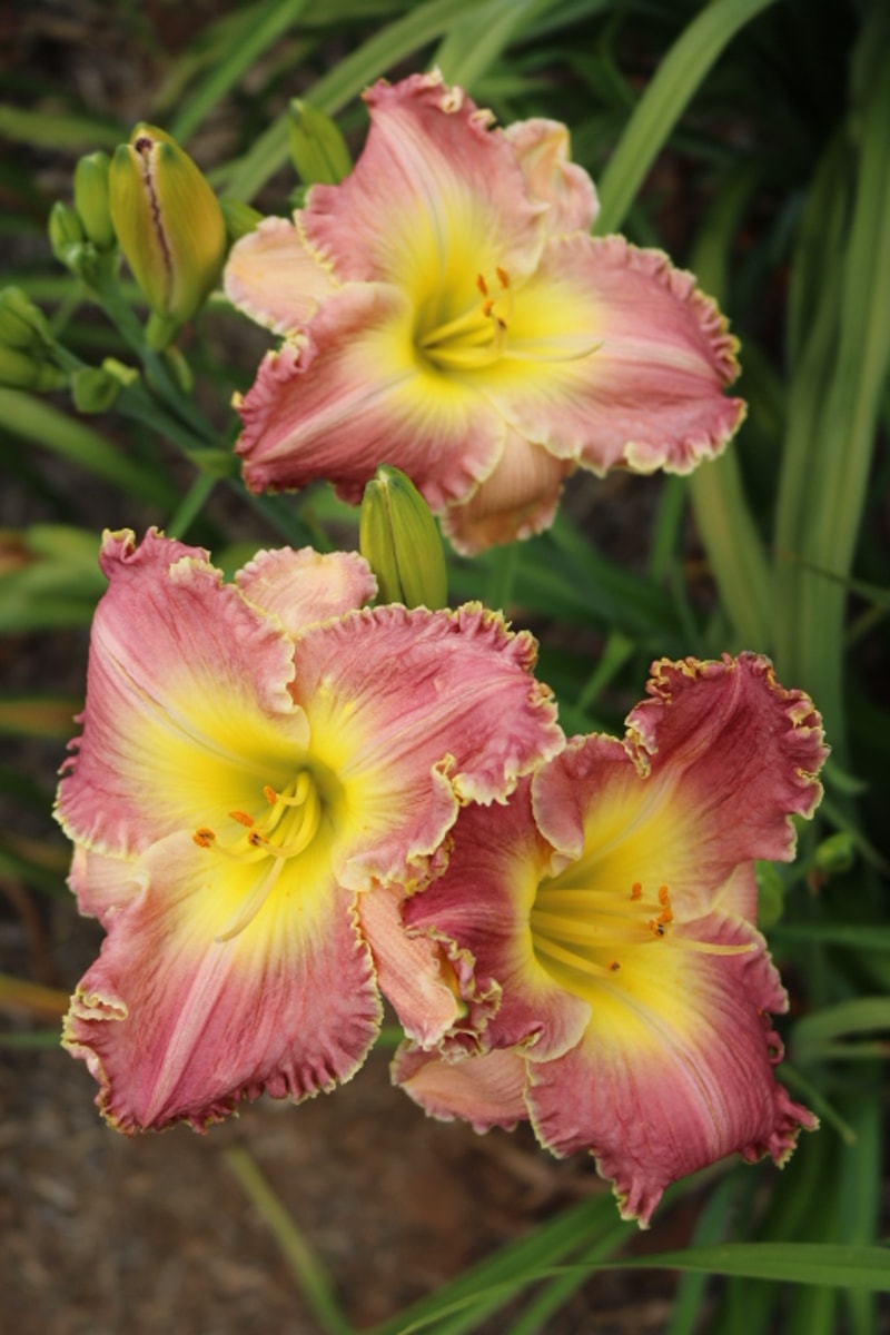 Mahdi from Haley_Springs_Farm