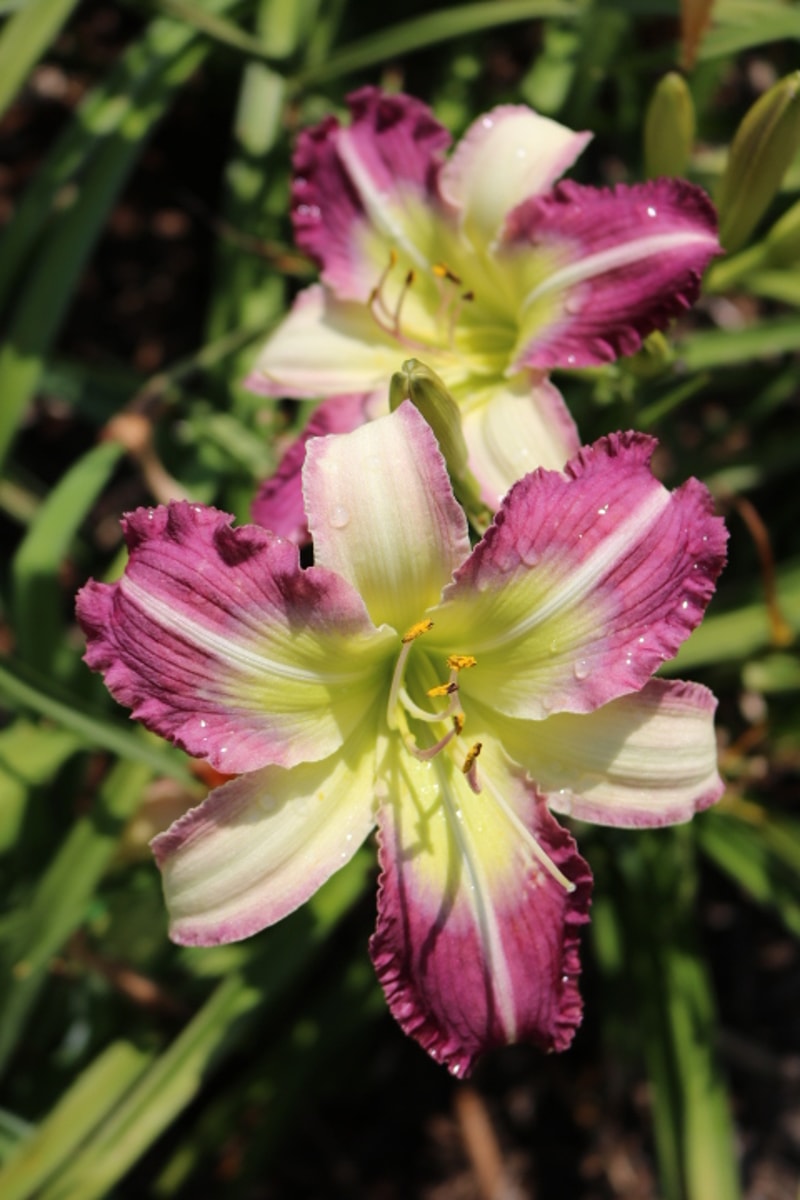Southern Cotton from Haley_Springs_Farm