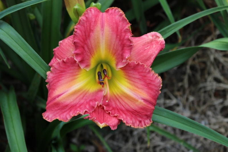 Enchanting Esmerelda from Haley_Springs_Farm