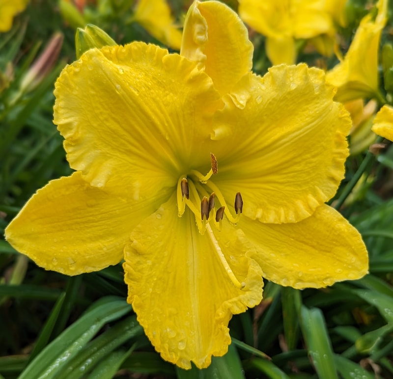 Solar Music from Haley_Springs_Farm