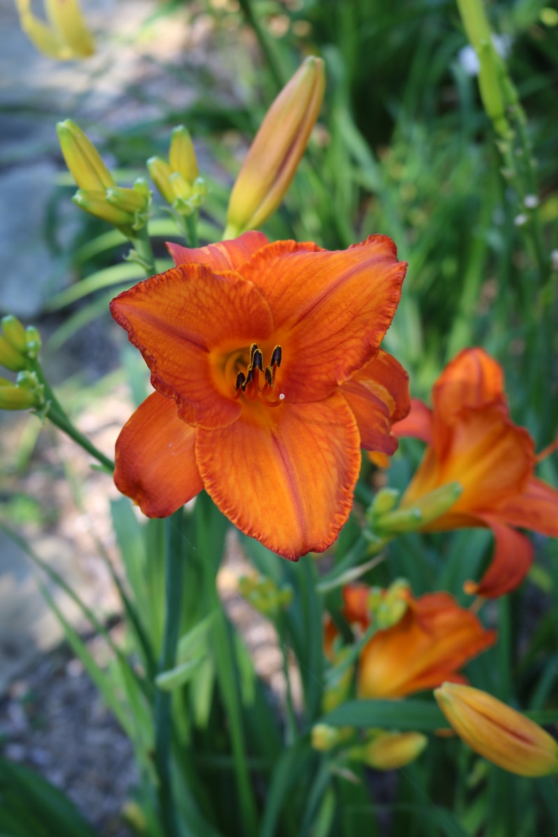 Mauna Loa from Haley_Springs_Farm