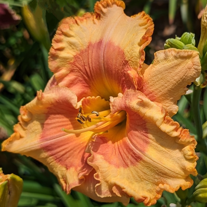 Lillian's Alabama Sunrise from Haley_Springs_Farm