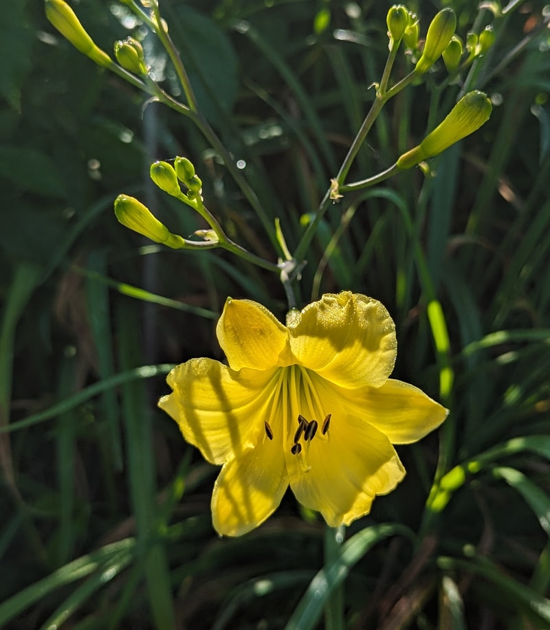 A Small Multitude from Haley_Springs_Farm