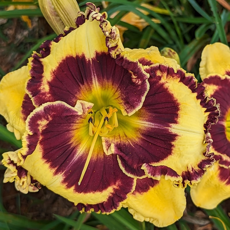 Bach Cantata from Haley_Springs_Farm