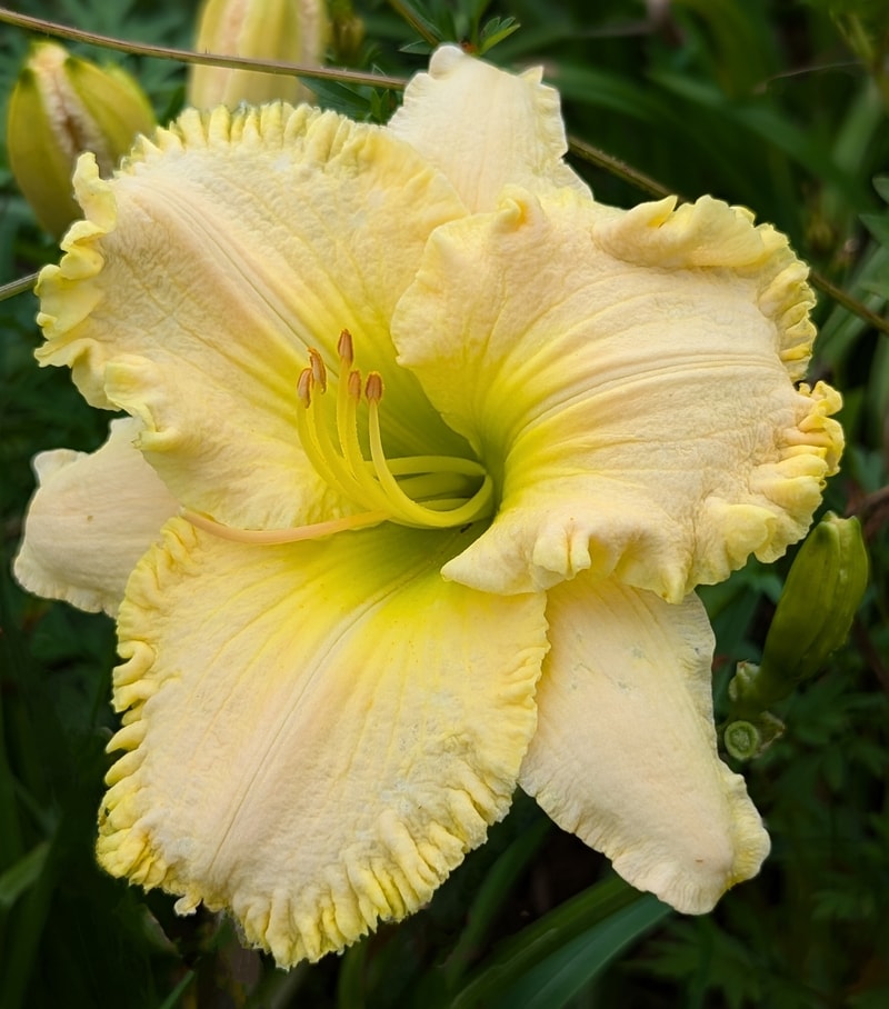 J.T. Davis from Haley_Springs_Farm