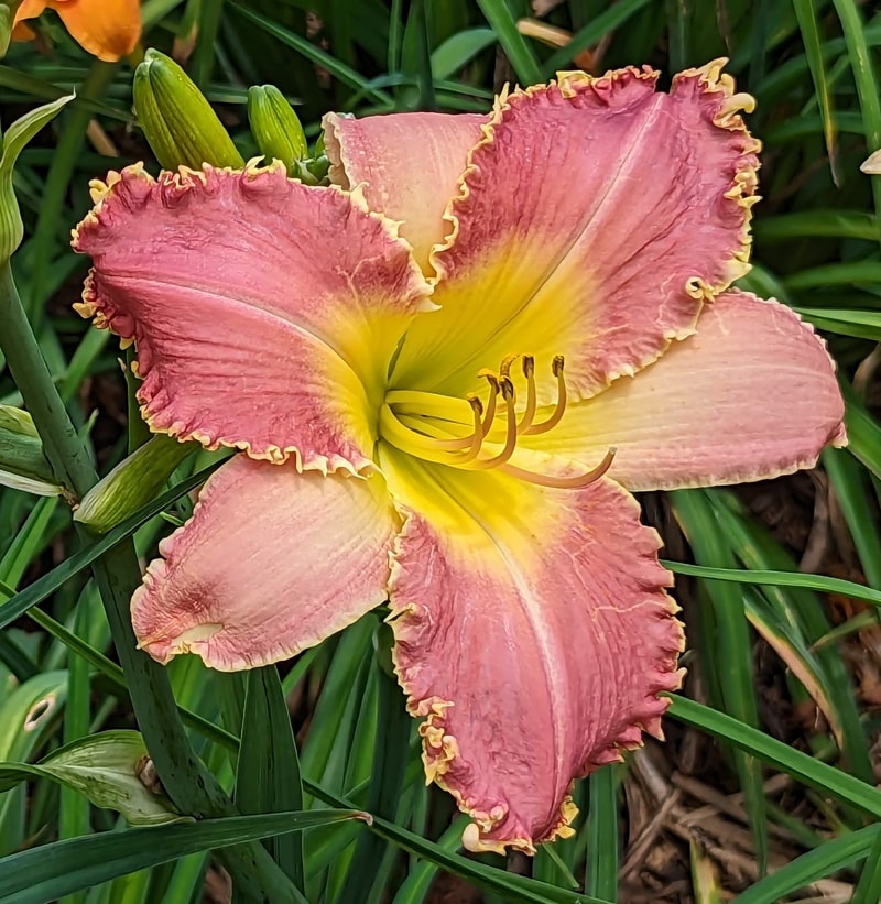 Born to Bite from Haley_Springs_Farm