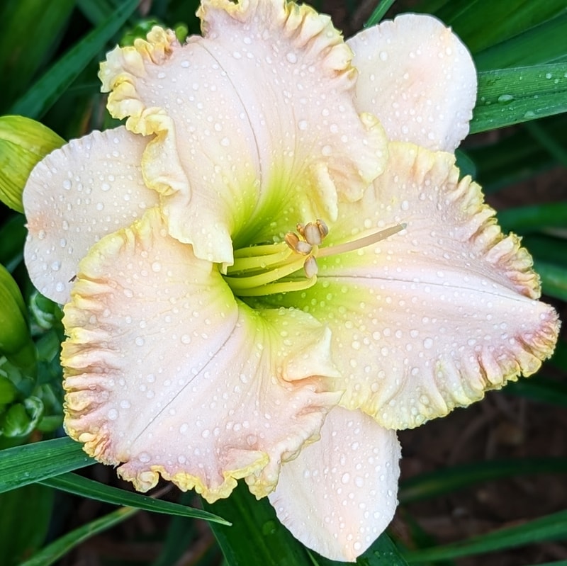 Jacqueline Kennedy Onassis from Haley_Springs_Farm