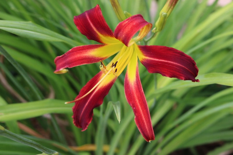 Red Ribbons from Haley_Springs_Farm