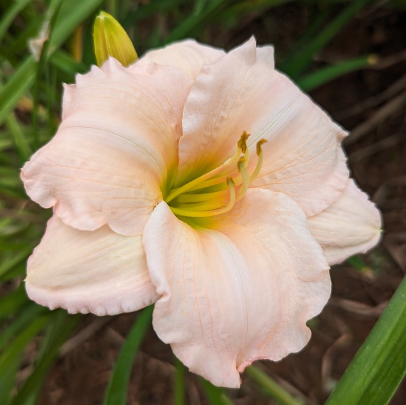 On and On from Haley_Springs_Farm