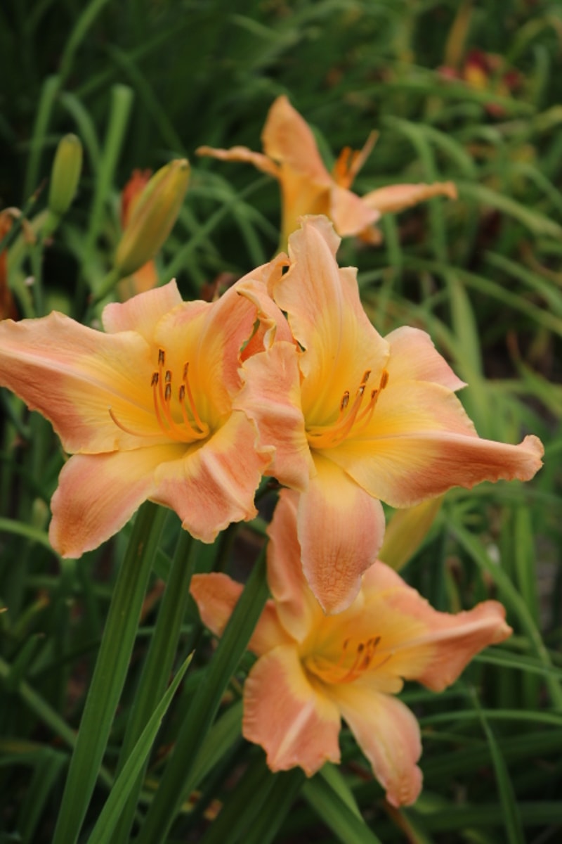 Chamonix from Haley_Springs_Farm