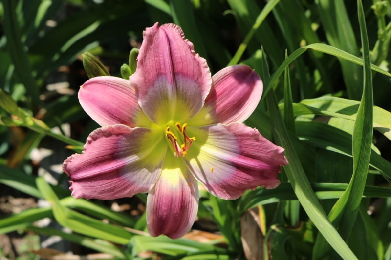 Aileen's Rainbow from Haley_Springs_Farm