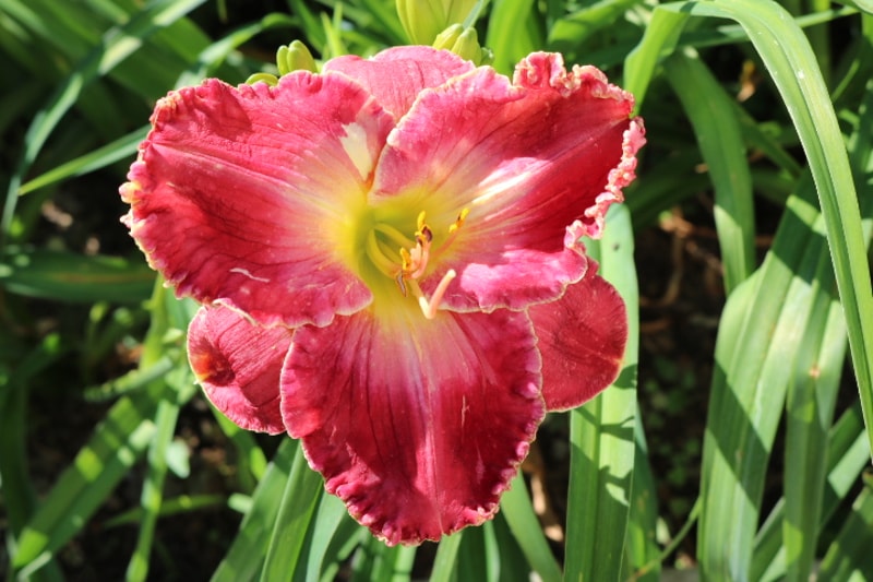 Reining from Haley_Springs_Farm