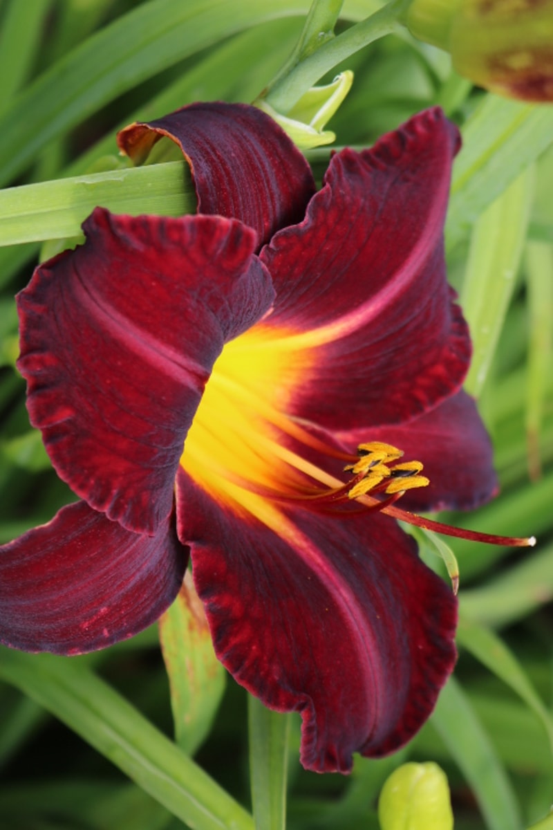 Dominic from Haley_Springs_Farm