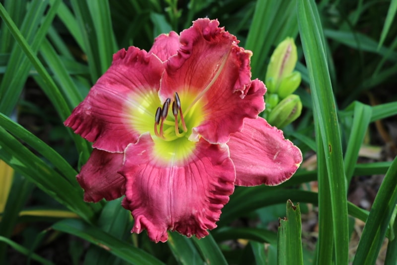 Song Writer from Haley_Springs_Farm