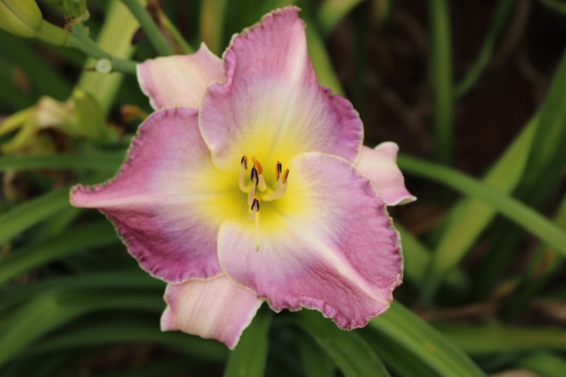 Dr Julius Charba from Haley_Springs_Farm