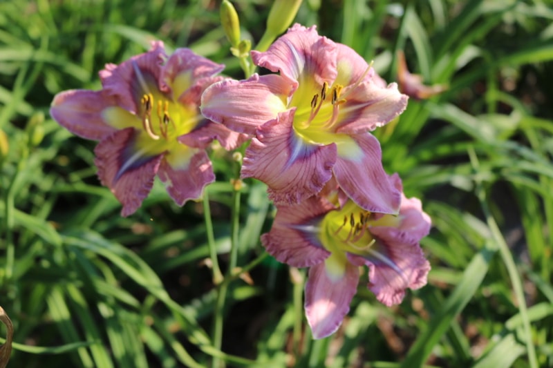 Quasar Cutie from Haley_Springs_Farm