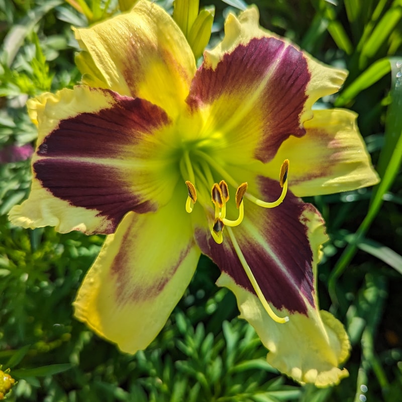 Hold Your Horses from Haley_Springs_Farm