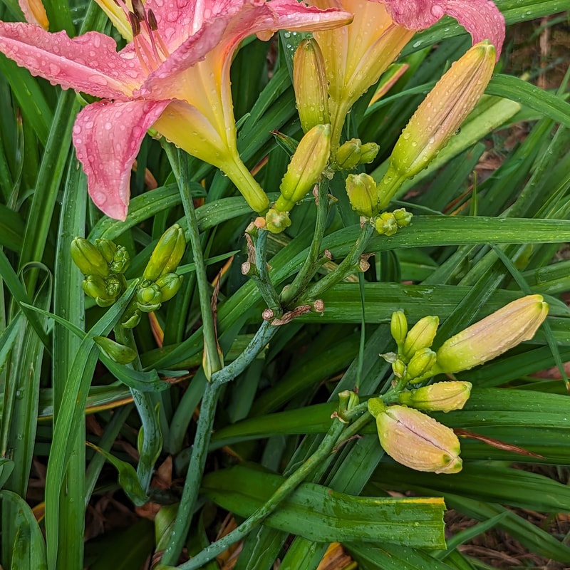 Simple Melody from Haley_Springs_Farm