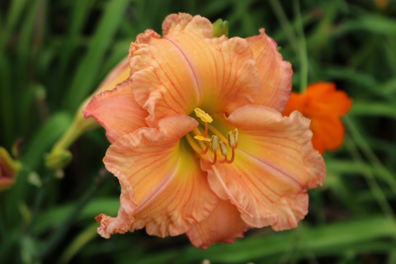 Rainbow Over Georgia from Haley_Springs_Farm