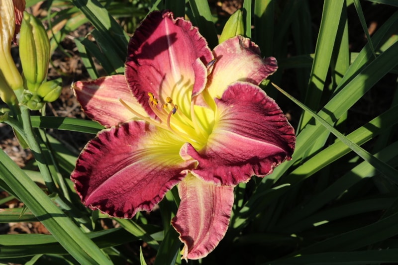 Baffin Bay Beauty from Haley_Springs_Farm