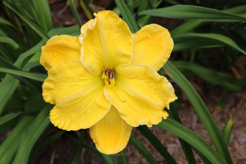 Ram from Haley_Springs_Farm