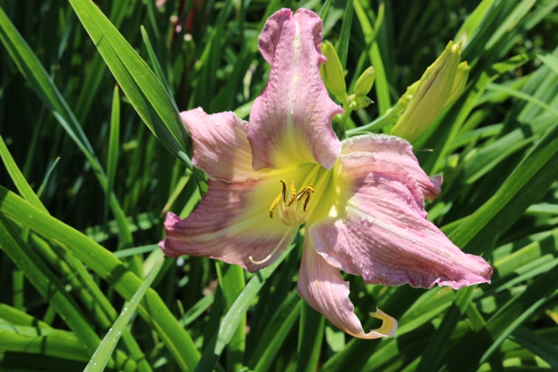 Lilting Lavender from Haley_Springs_Farm