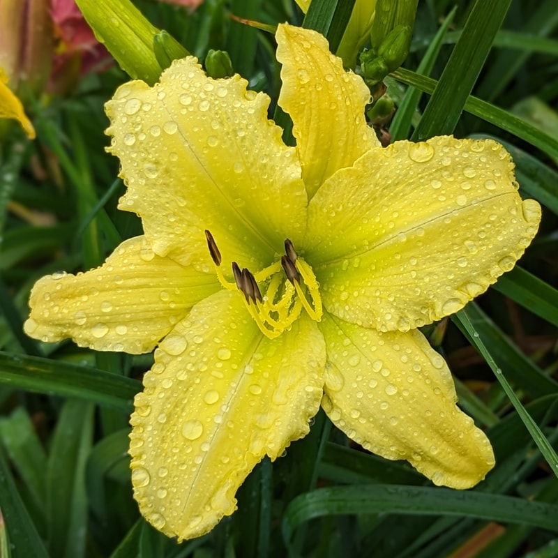 Cletus Clatterback from Haley_Springs_Farm