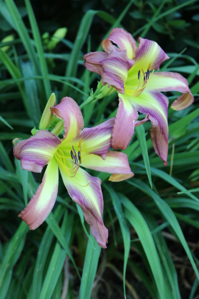 Lizard's Purple Fashion from Haley_Springs_Farm