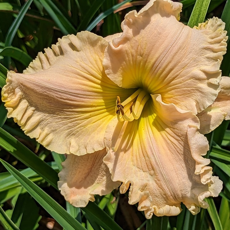 Aunt Leona from Haley_Springs_Farm