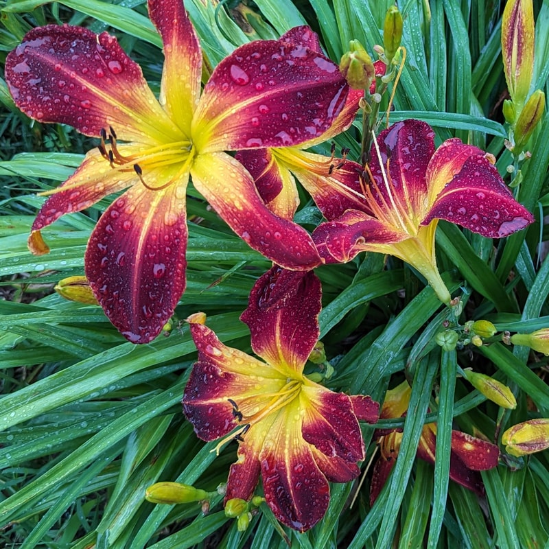 Ruby Spider from Haley_Springs_Farm