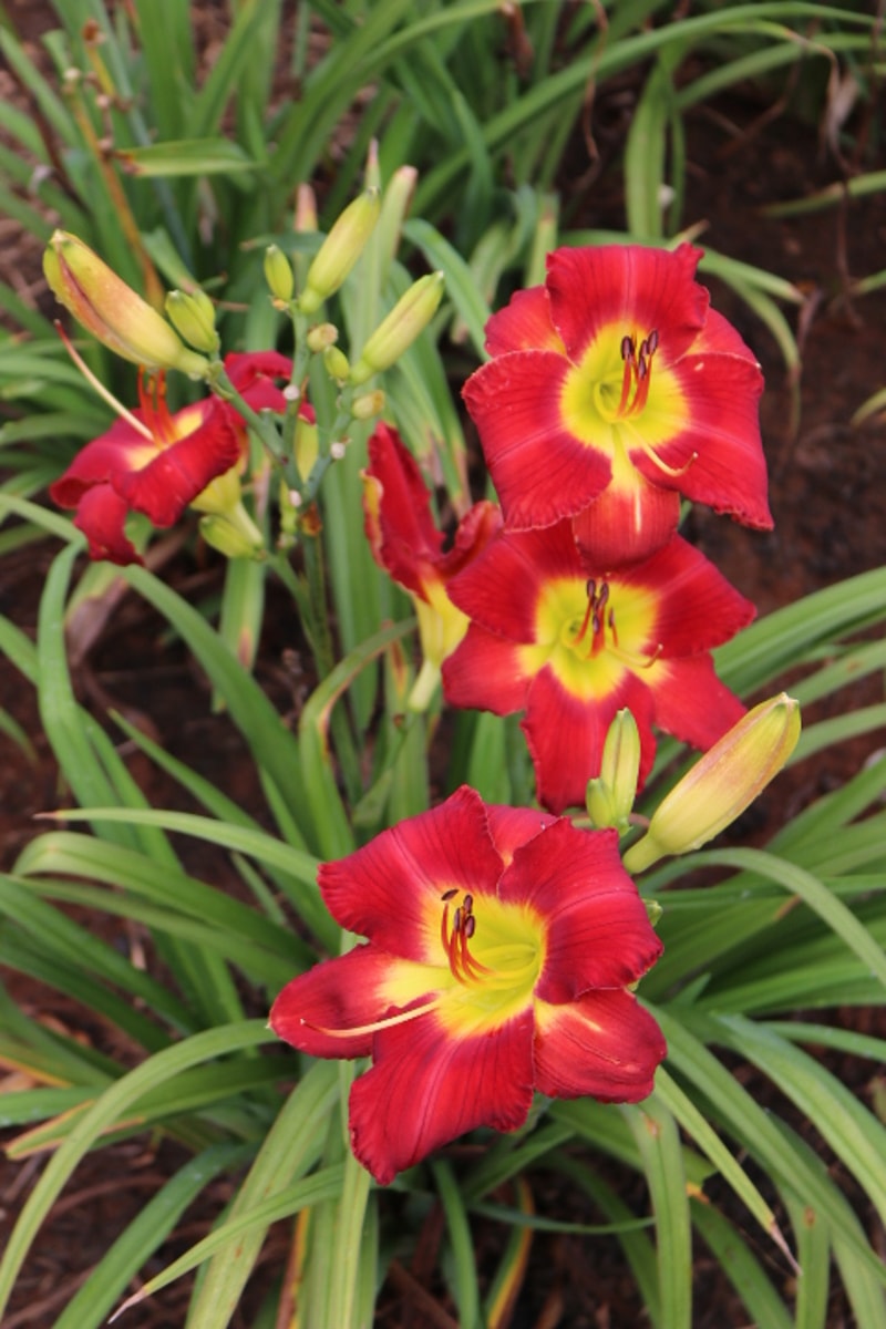 Pagan Passion from Haley_Springs_Farm