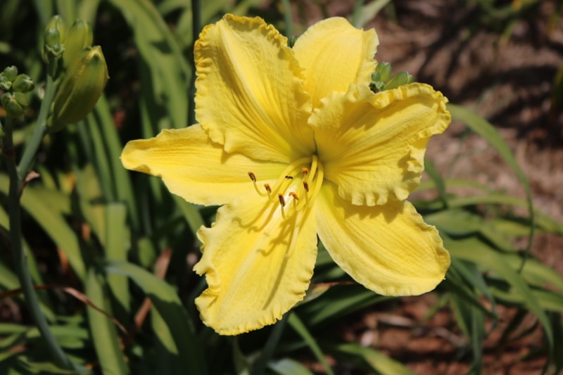 Solar Music from Haley_Springs_Farm