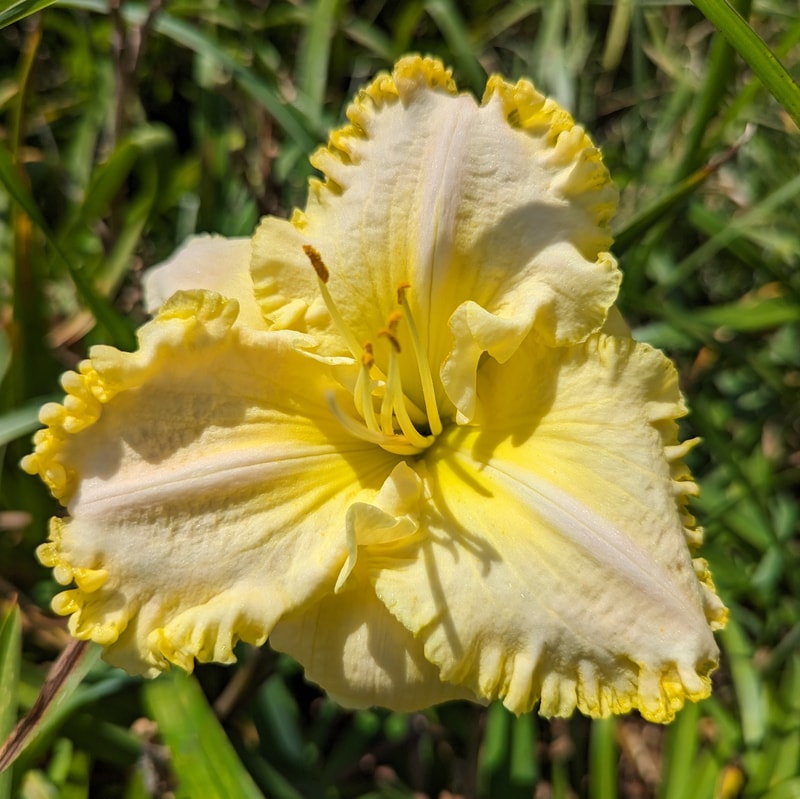 Lemon Persuasion from Haley_Springs_Farm