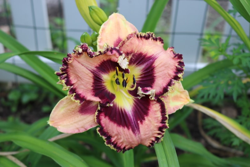 Dr Marc C. Laroche from Haley_Springs_Farm