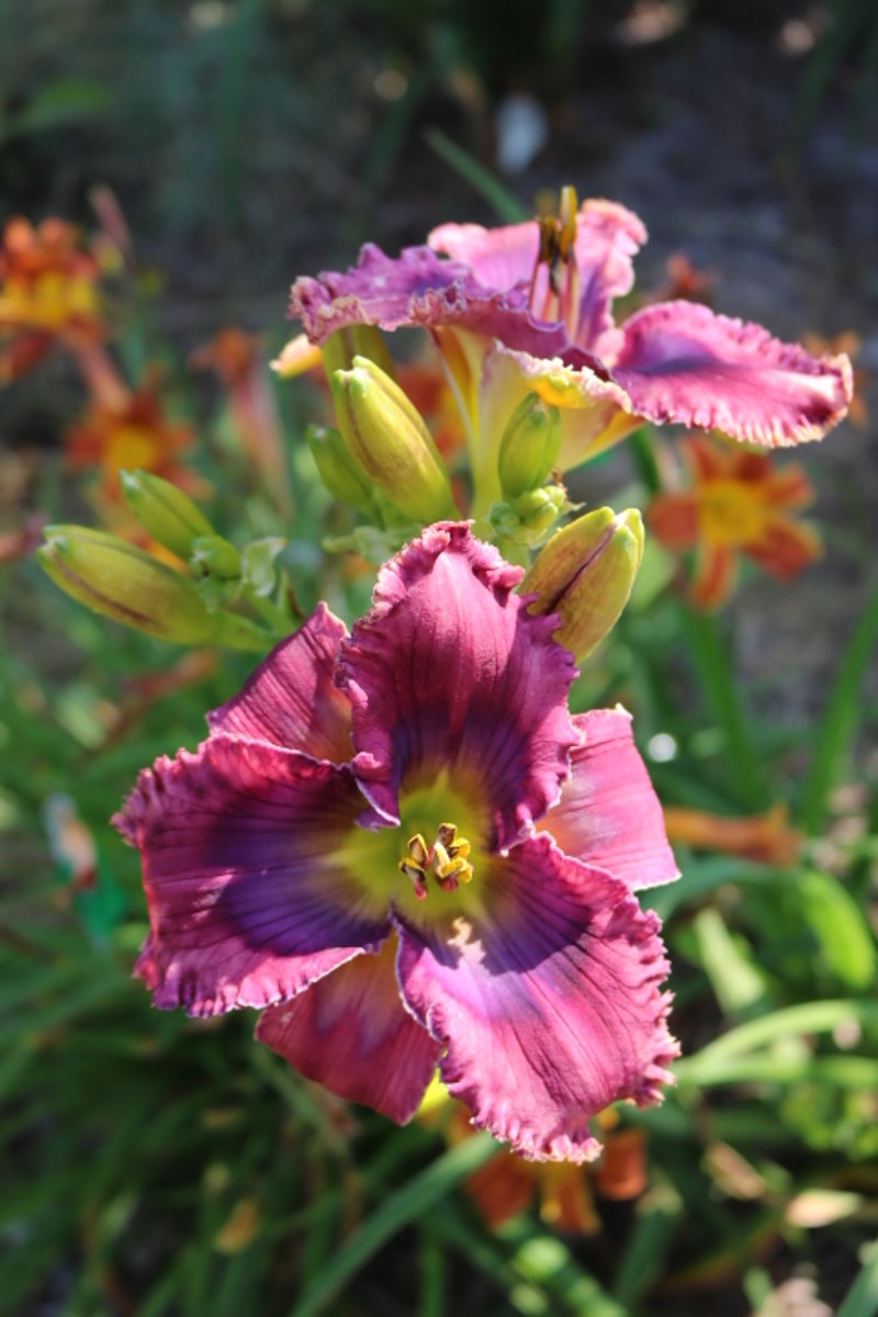 The Colorado Kid from Haley_Springs_Farm