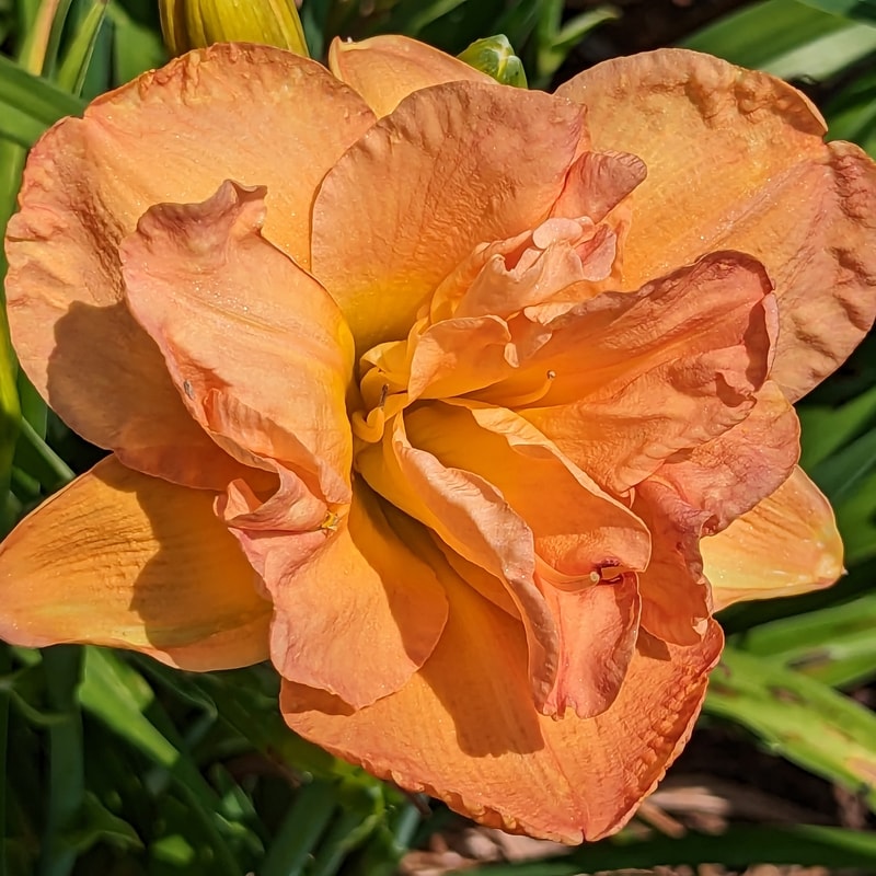 Frances Joiner from Haley_Springs_Farm