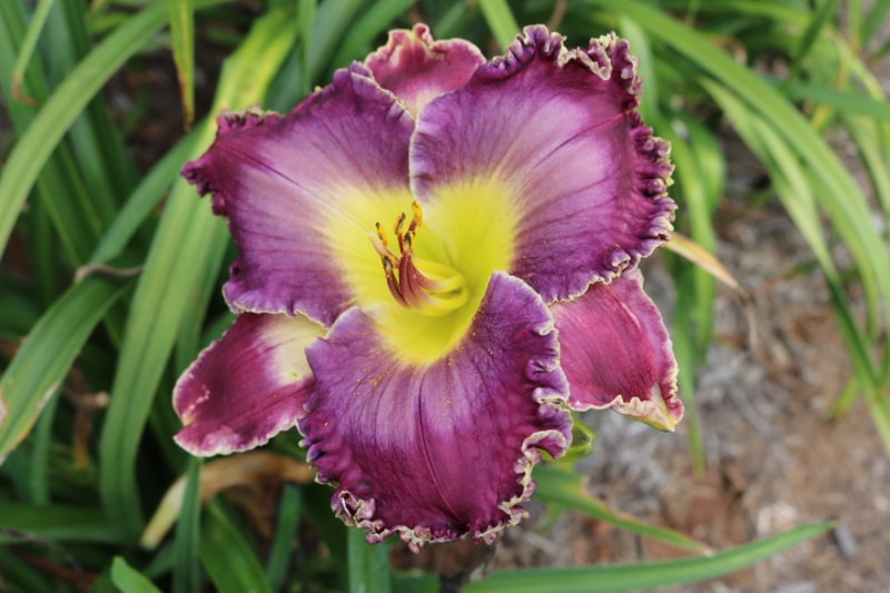 Desire of Nations from Haley_Springs_Farm