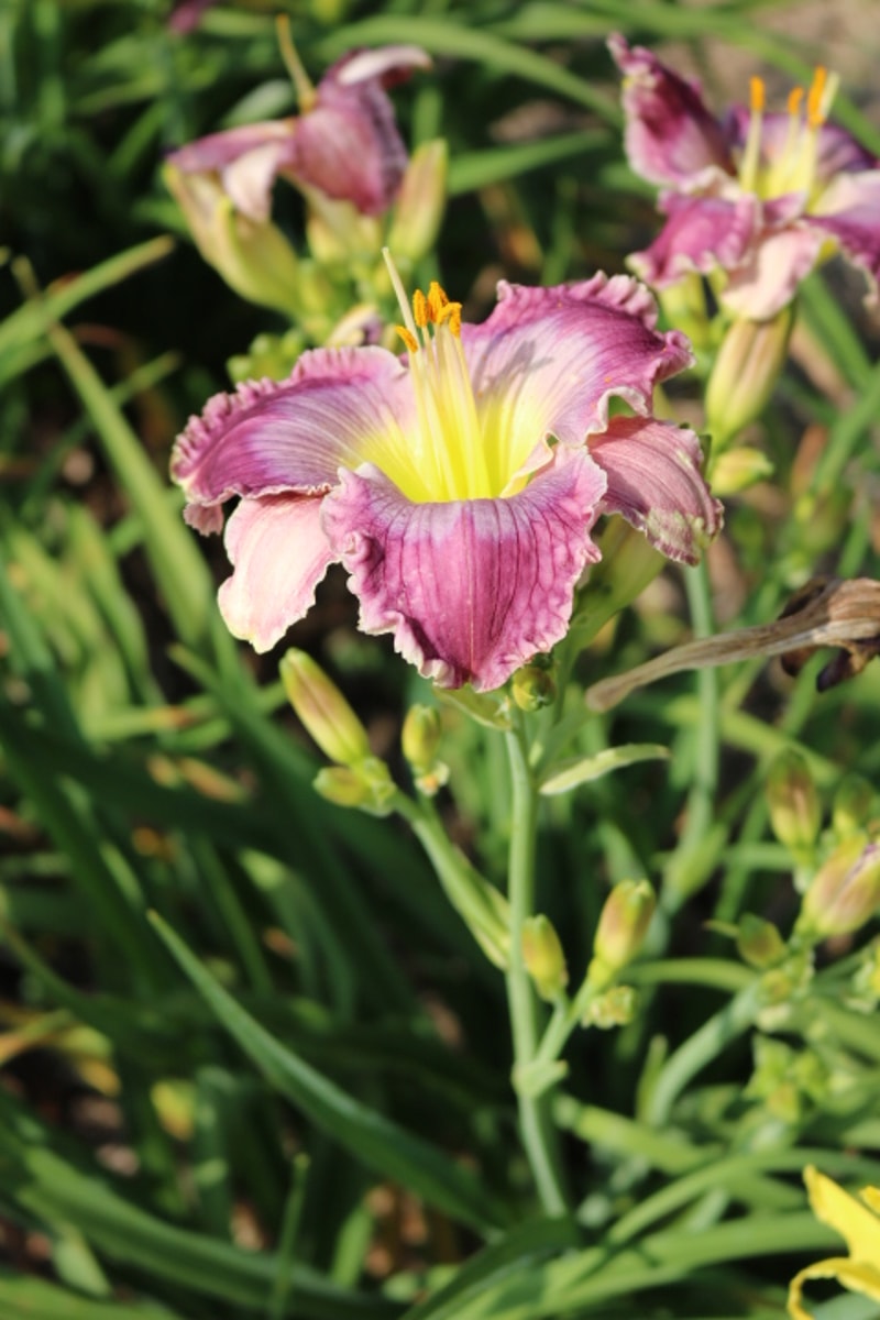 Paw Print from Haley_Springs_Farm
