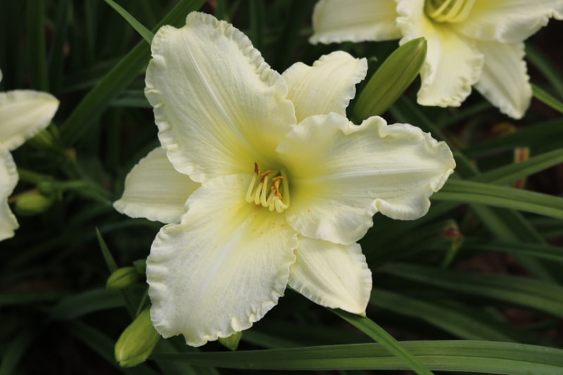 Sunday Gloves from Haley_Springs_Farm