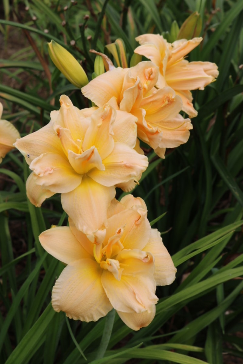 Silent Thunder from Haley_Springs_Farm