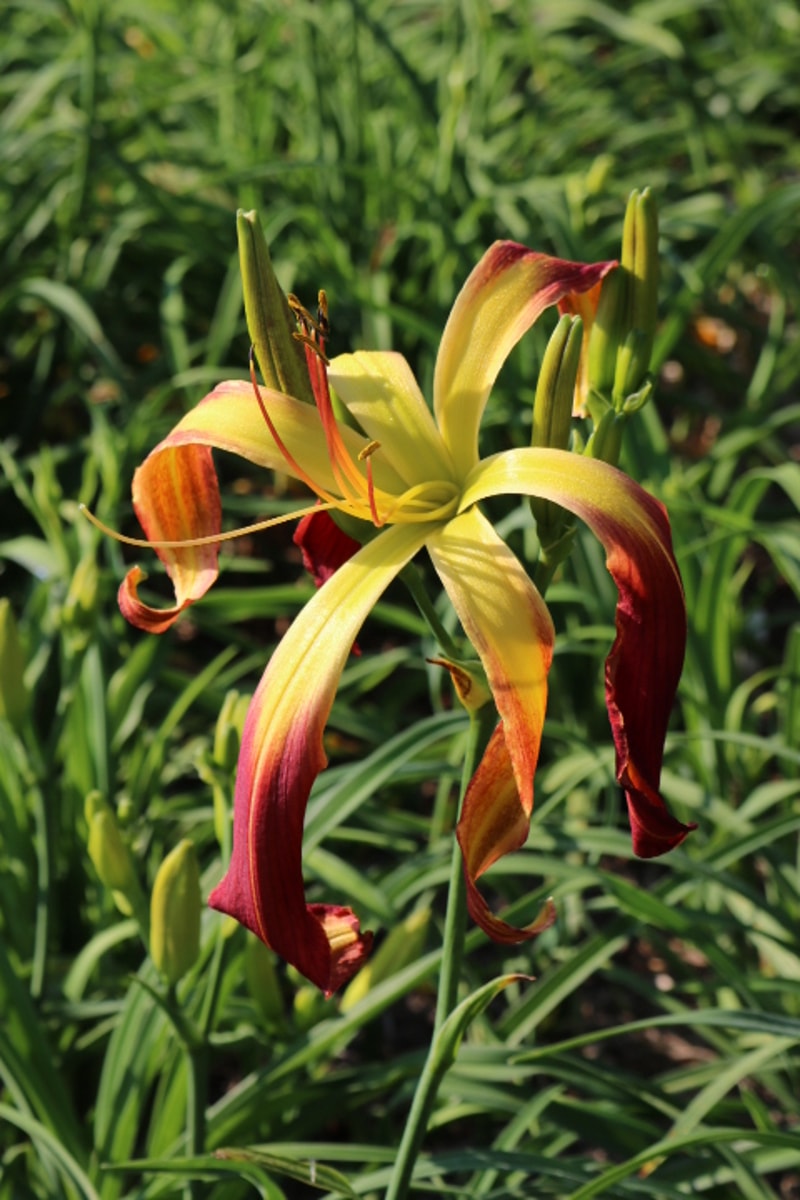 Buddy's Droopy from Haley_Springs_Farm