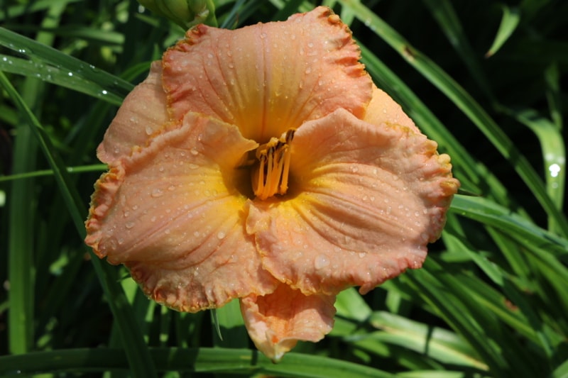 Southern Coral from Haley_Springs_Farm