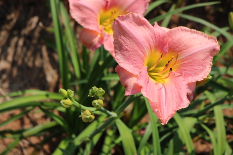 Simple Melody from Haley_Springs_Farm