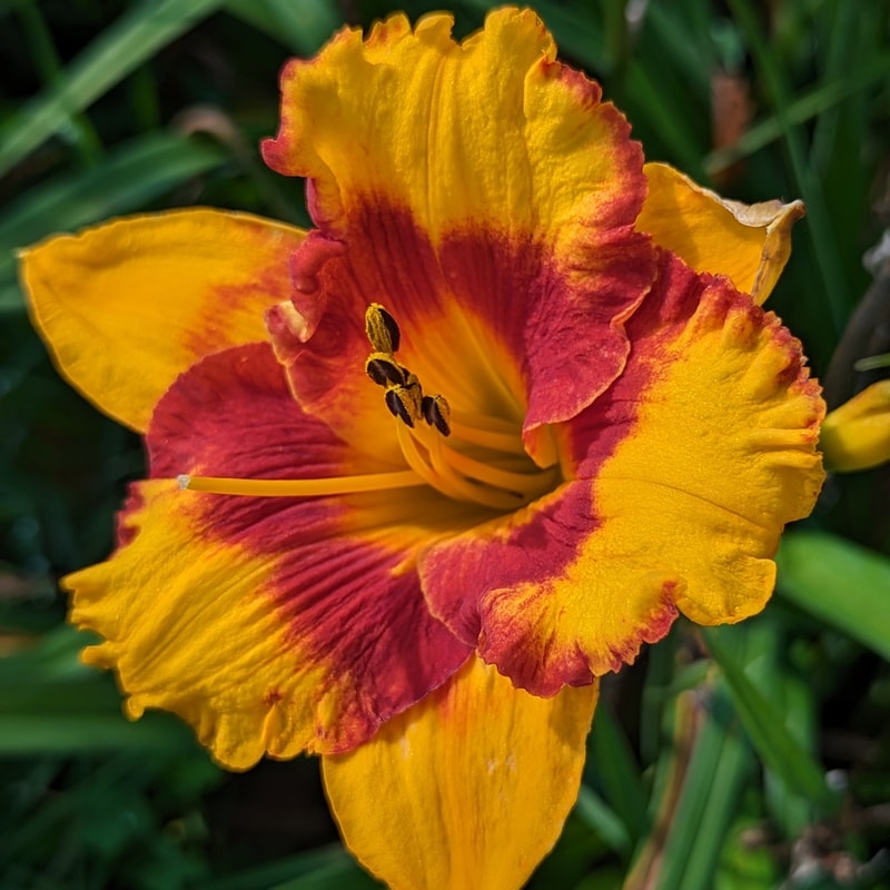 Adorable Tiger from Haley_Springs_Farm